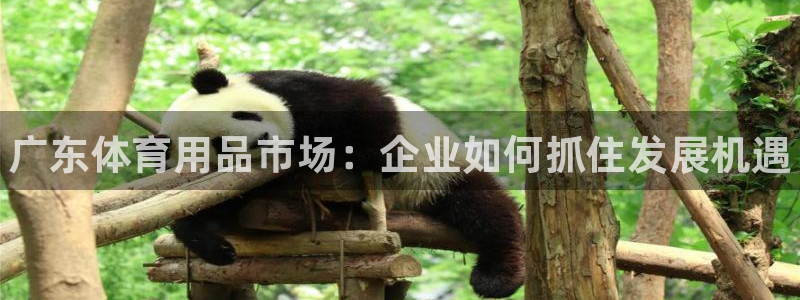 极悦平台注册流程详解视频：广东体育用品市场：企业如何